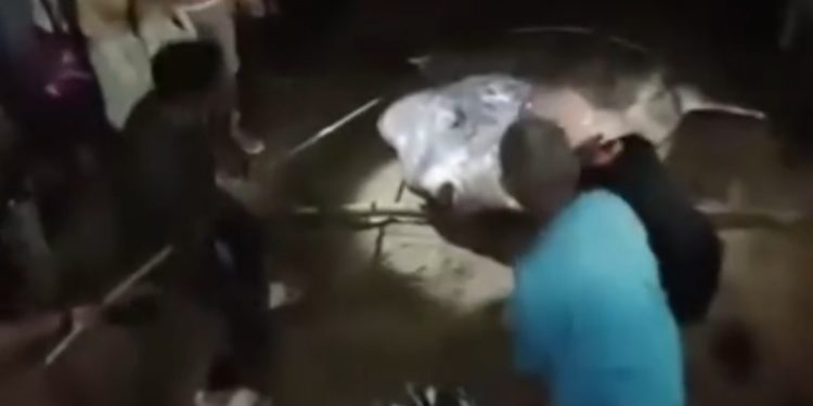 Ikan Mola-mola Terdampar di Tangga 2000 Gorontalo
