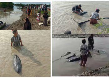 Heboh, Vidio Dua  Lumba-lumba Terdampar di Sungai Lemito