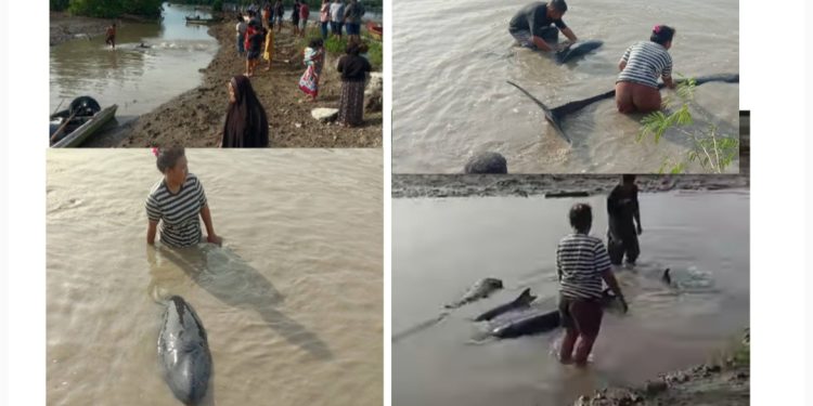 Heboh, Vidio Dua  Lumba-lumba Terdampar di Sungai Lemito