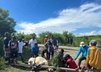 Warga Torosiaje Kebagian Sapi Kurban dari Rachmat Gobel