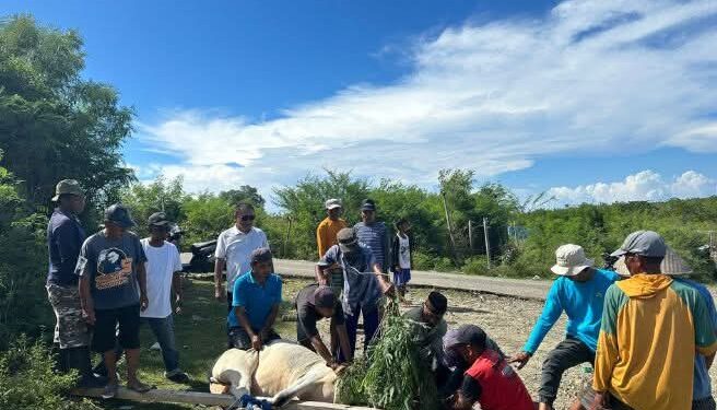 Warga Torosiaje Kebagian Sapi Kurban dari Rachmat Gobel