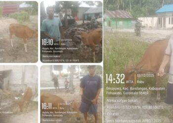 Dorong Ekonomi Rakyat, Ketua Komisi II DPRD Gorontalo Berikan Bantuan Ternak Sapi