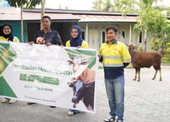 Idul Adha 1447 Hijriyah: PGM Salurkan 43 Ekor Sapi Qurban Untuk Masyarakat Pohuwato