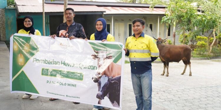 Idul Adha 1447 Hijriyah: PGM Salurkan 43 Ekor Sapi Qurban Untuk Masyarakat Pohuwato